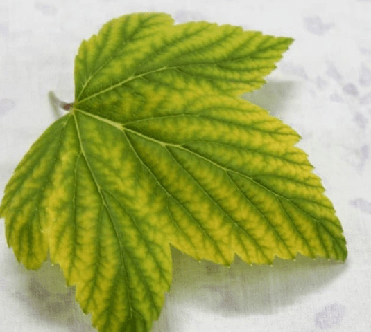 Currant chlorosis: photo and treatment, causes