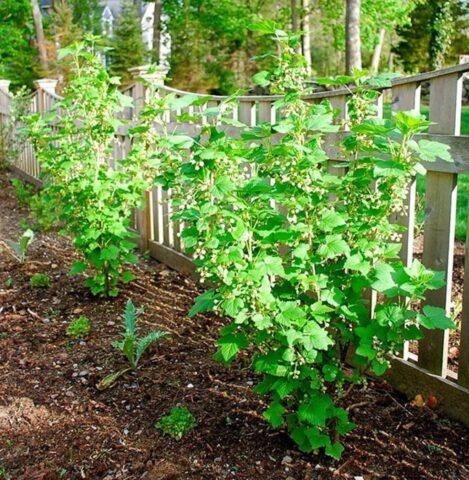 Currant chlorosis: photo and treatment, causes