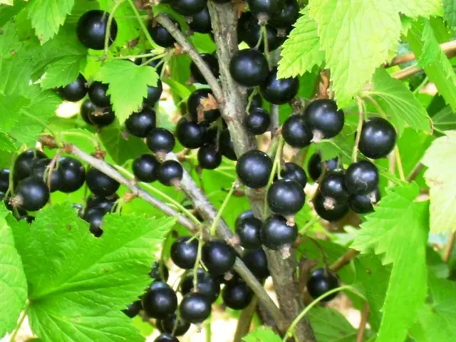 Currant cultivation: selection of seedlings, planting, watering and care