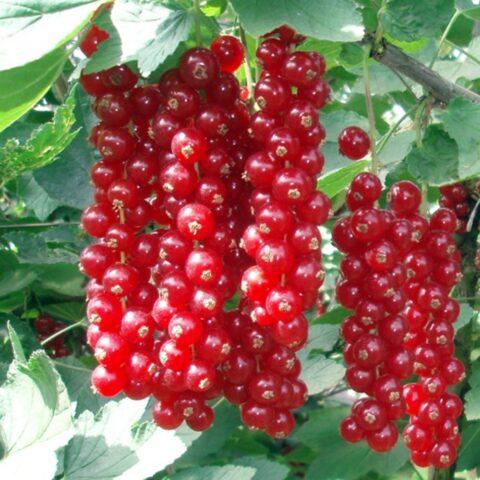 Currant Dar Eagle: description, planting and care