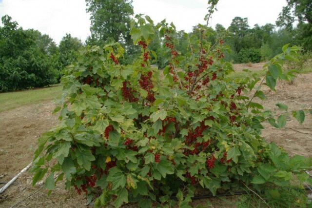 Currant Dar Eagle: description, planting and care