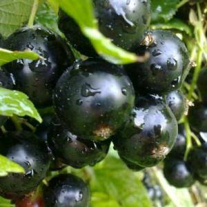 Currant Dobrynya