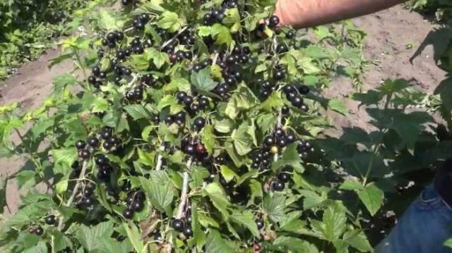 Currant Dobrynya