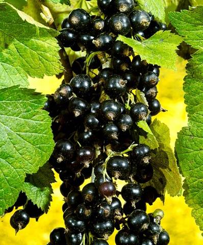 Currant Dobrynya