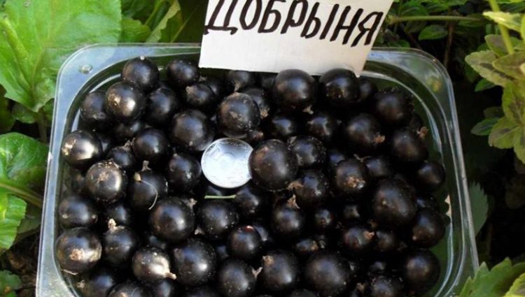 Currant Dobrynya