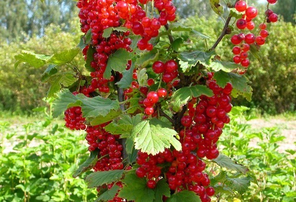 Currant Dutch red, pink: description of varieties, planting and care, cultivation