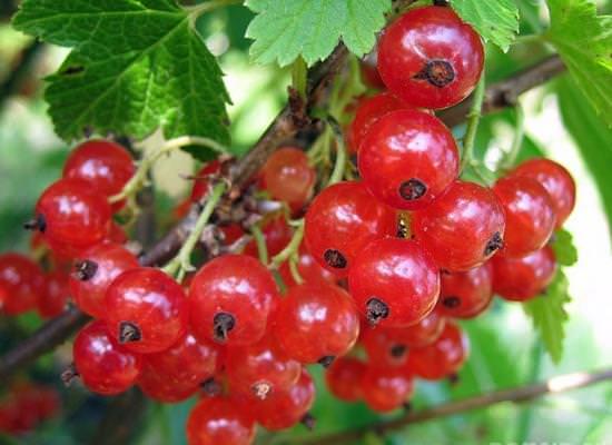 Currant Dutch red, pink: description of varieties, planting and care, cultivation