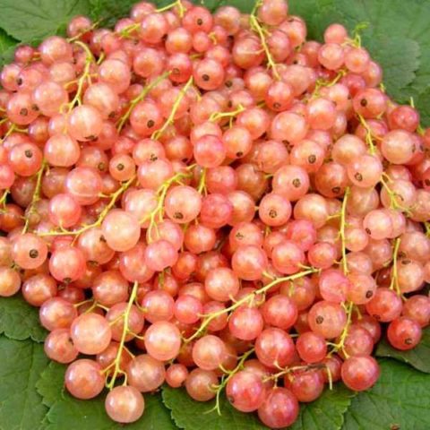 Currant Dutch red, pink: description of varieties, planting and care, cultivation