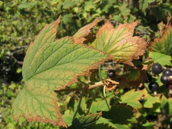 Currant Dutch red, pink: description of varieties, planting and care, cultivation