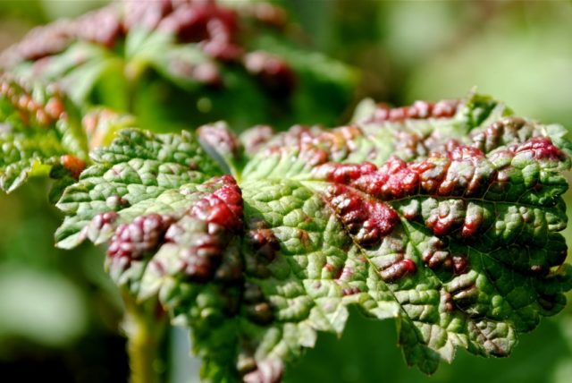 Currant Dutch red, pink: description of varieties, planting and care, cultivation