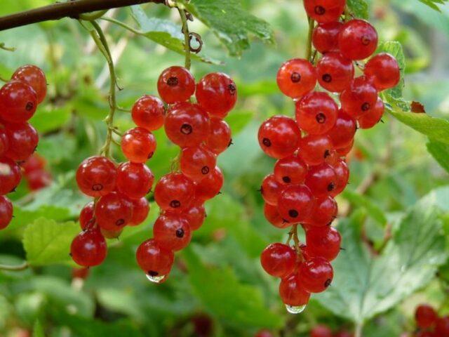 Currant Ilyinka (black and red): variety description, photos, reviews