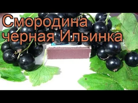 Currant Ilyinka (black and red): variety description, photos, reviews