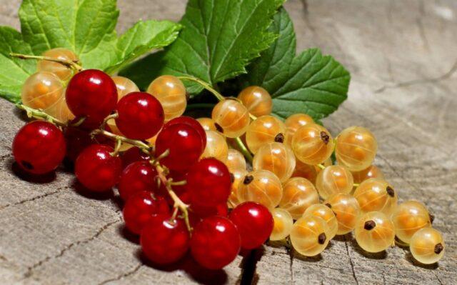 Currant Imperial: description, planting and care