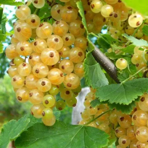 Currant Imperial: description, planting and care