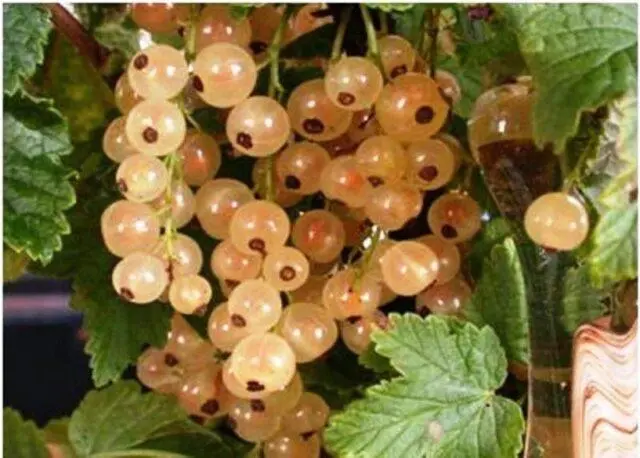 Currant Imperial: description, planting and care