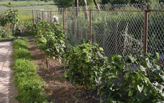 Currant Imperial: description, planting and care