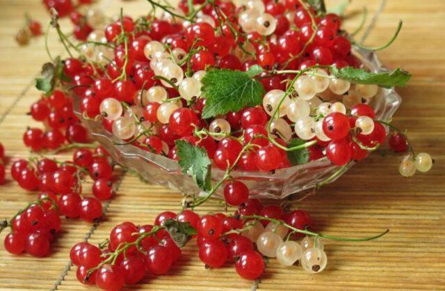 Currant Imperial: description, planting and care