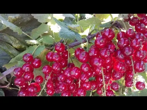 Currant Imperial: description, planting and care