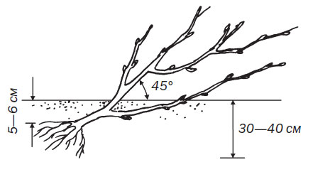 Currant in landscape design: photo, planting and care