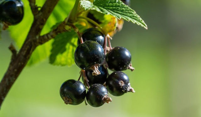 Currant jam without cooking through a meat grinder