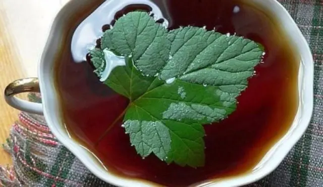 Currant Kvass Recipes