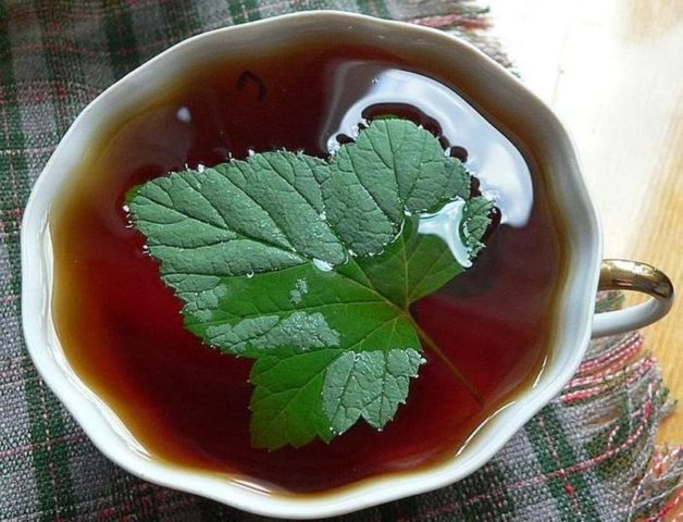 Currant leaf tea: benefits and harms, how to brew