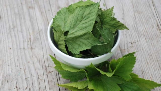 Currant leaf tea: benefits and harms, how to brew