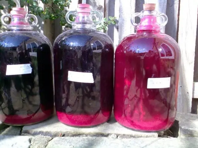 Currant moonshine: recipes from berries, buds, branches