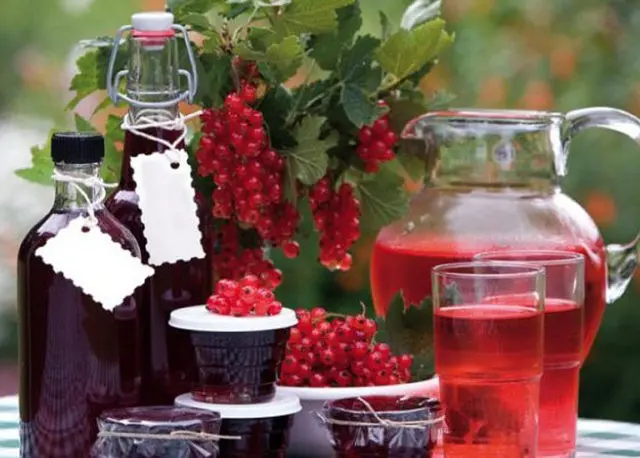 Currant moonshine: recipes from berries, buds, branches