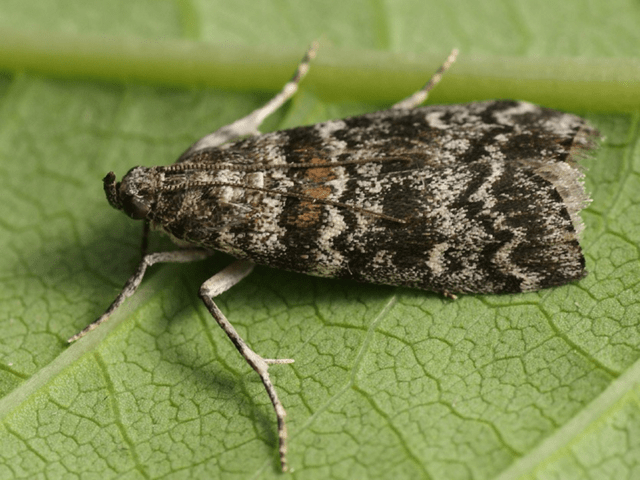 Currant moth: how to fight, photo