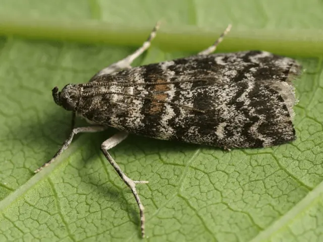 Currant moth: how to fight, photo