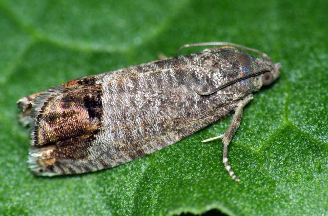 Currant moth: how to fight, photo