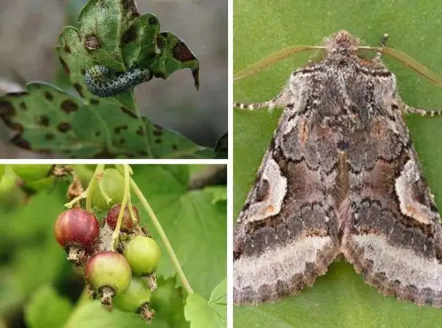 Currant moth: how to fight, photo