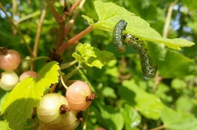 Currant moth: how to fight, photo