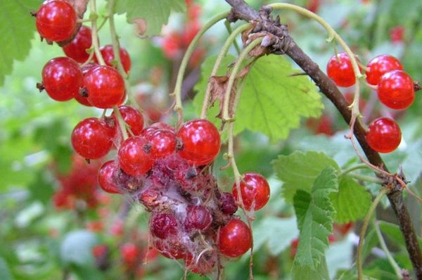 Currant moth: how to fight, photo