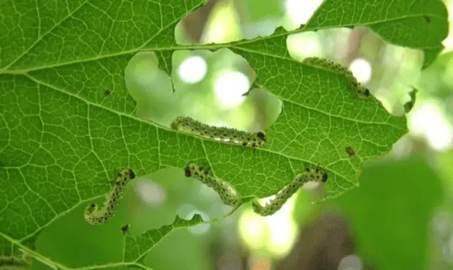 Currant moth: how to fight, photo