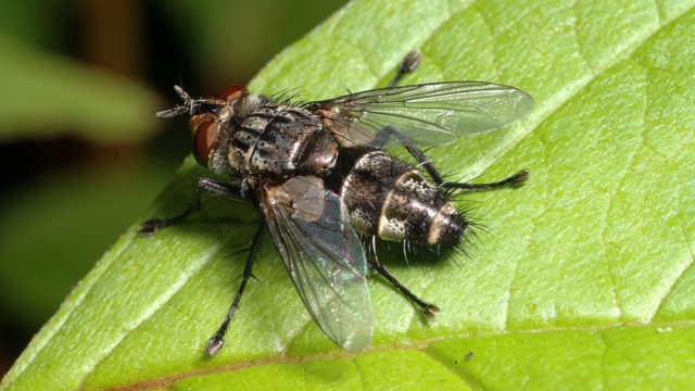 Currant moth: how to fight, photo