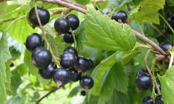 Currant &#8211; properties, application, varieties of currants [WE EXPLAIN]