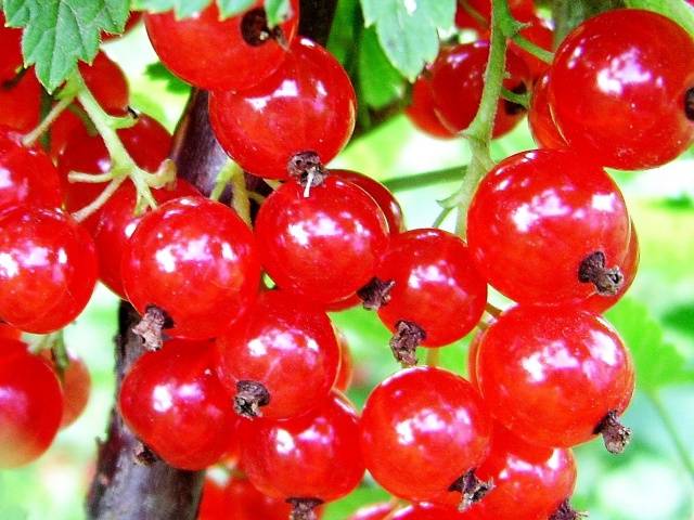 Currant rejuvenation in autumn 