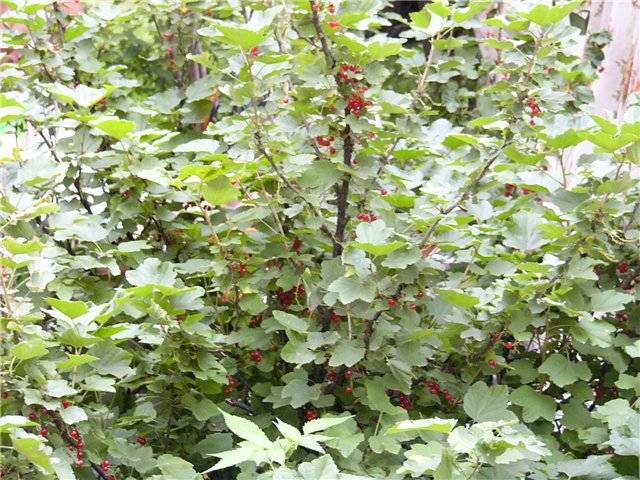 Currant rejuvenation in autumn 