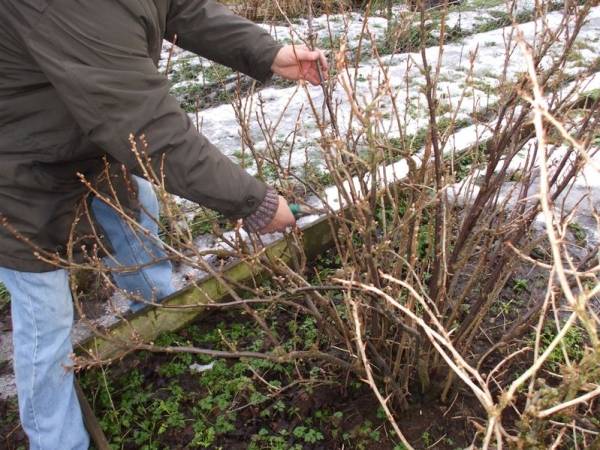 Currant rejuvenation in autumn 