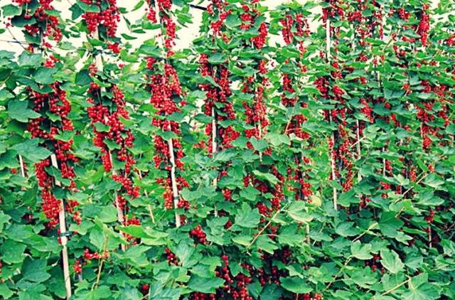 Currant rejuvenation in autumn 