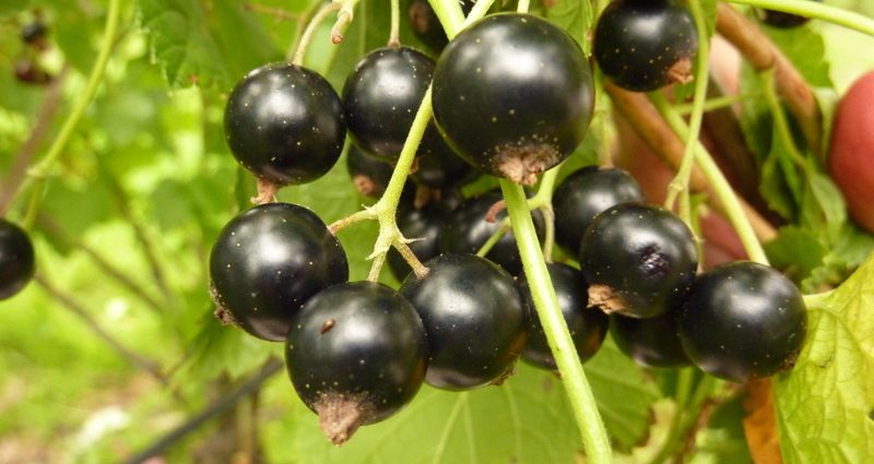 Currant rejuvenation in autumn 