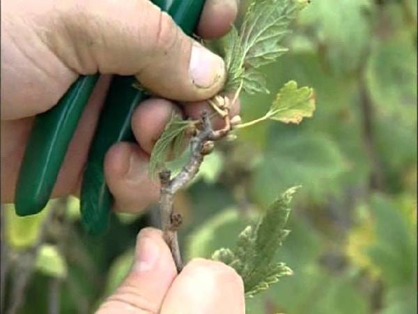 Currant rejuvenation in autumn 