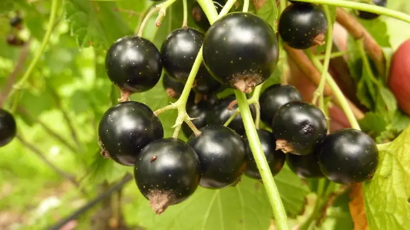 Currant rejuvenation in autumn 