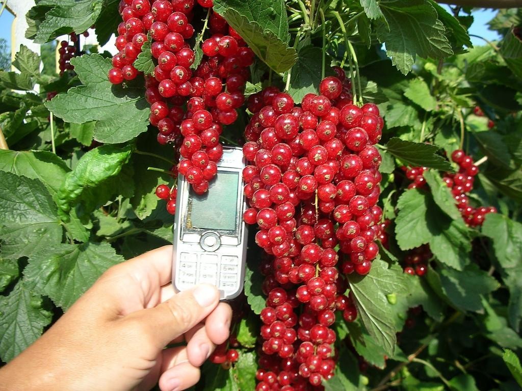 Currant rovada red - description and photo