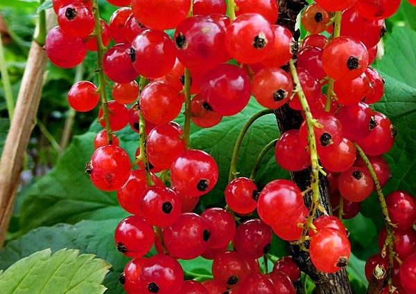 Currant rovada red &#8211; description and photo