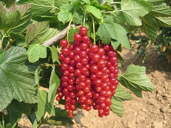 Currant Rovada: variety description and reviews