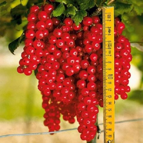 Currant Rovada: variety description and reviews