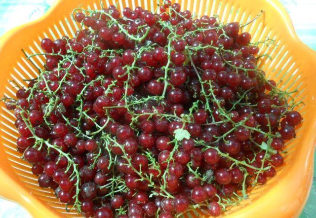 Currant syrup recipes for the winter: from red and black